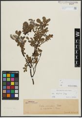 Foto von Salix alpina Scop.